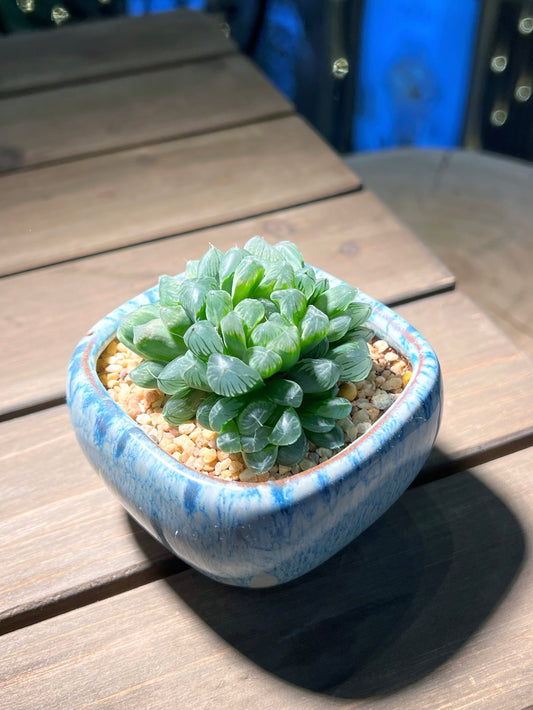 Haworthia Cooperi in Sea Blue Square Ceramic Pot