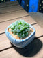 Haworthia Cooperi in Sea Blue Square Ceramic Pot