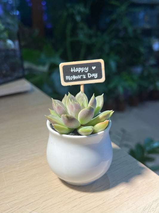 Mother’s Day Gift - Echeveria in Belly Pot with Blackboard