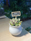 Mother’s Day Gift - Echeveria in Belly Pot with Blackboard