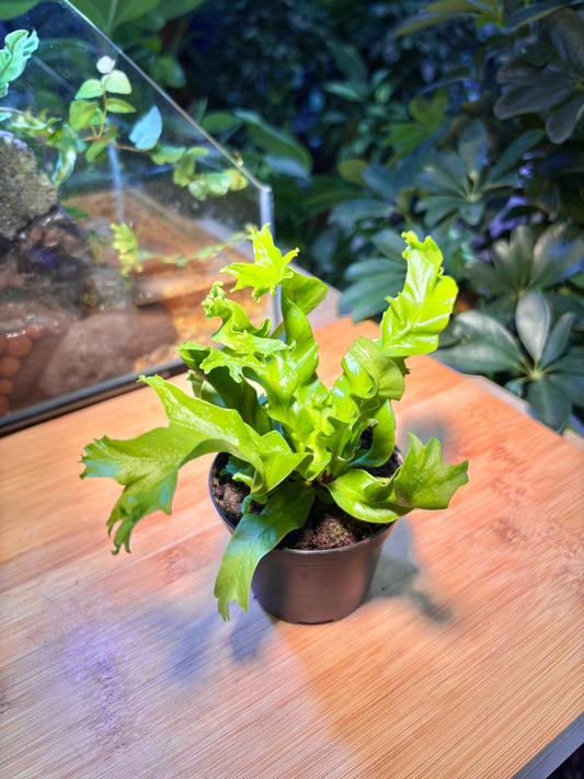 Microsorum Punctatum in Plastic Pot