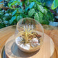 Airplant in Slanted Glass Terrarium (M)