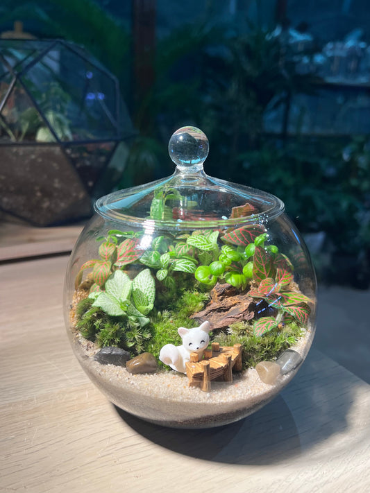 Fittonia, Bubble Plant with Moss (Indoor Plant) Arrangement in Fishbowl with Lid Terarrium