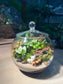Fittonia, Bubble Plant with Moss (Indoor Plant) Arrangement in Fishbowl with Lid Terarrium
