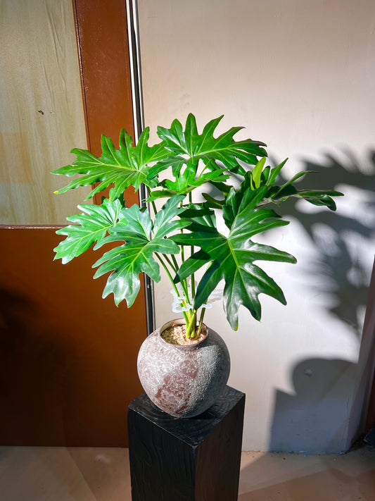 Philodendron Selloum in Ceramic Pot