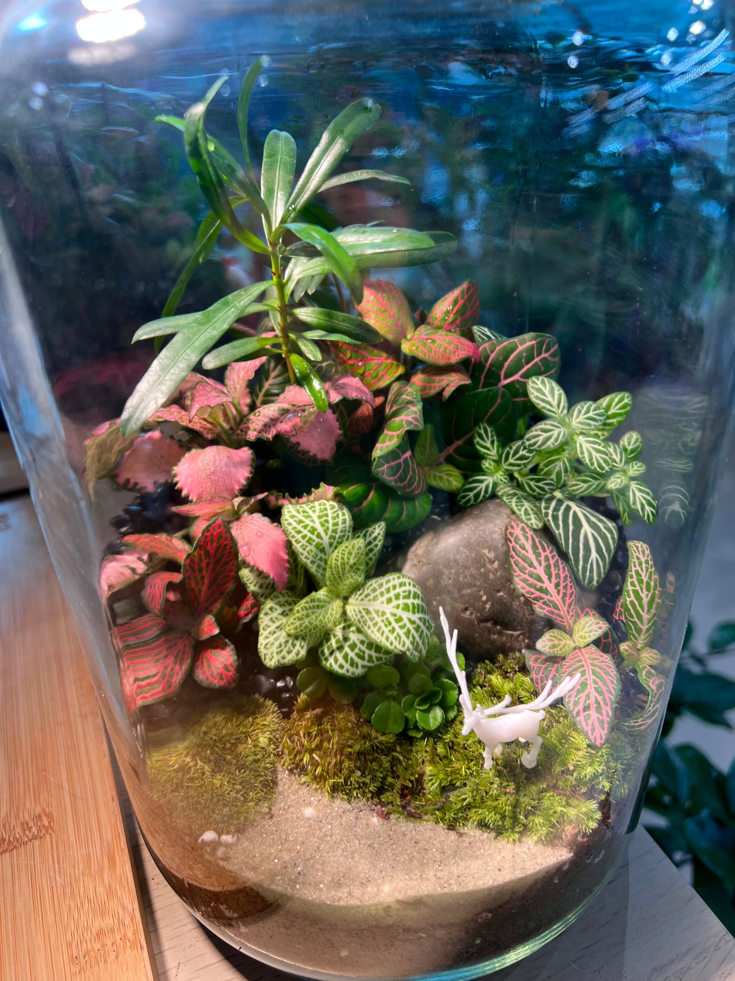 Fittonia and Fern with Moss Arrangement in Terrarium Jar (5L)