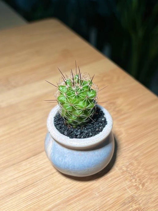 Baby Cactus in Light Blue Ceramic Pot