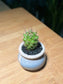 Baby Cactus in Light Blue Ceramic Pot