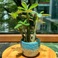 Adenium Obesum in Blue Designer Pot