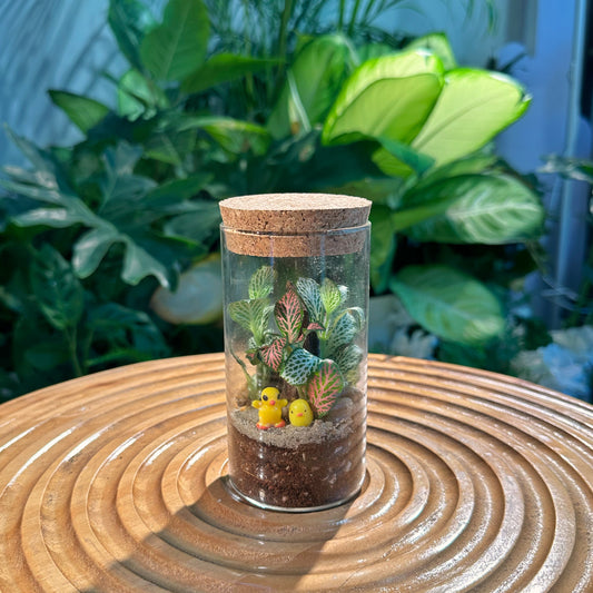 Fittonia in Cylinder Terrarium with Cork(L)