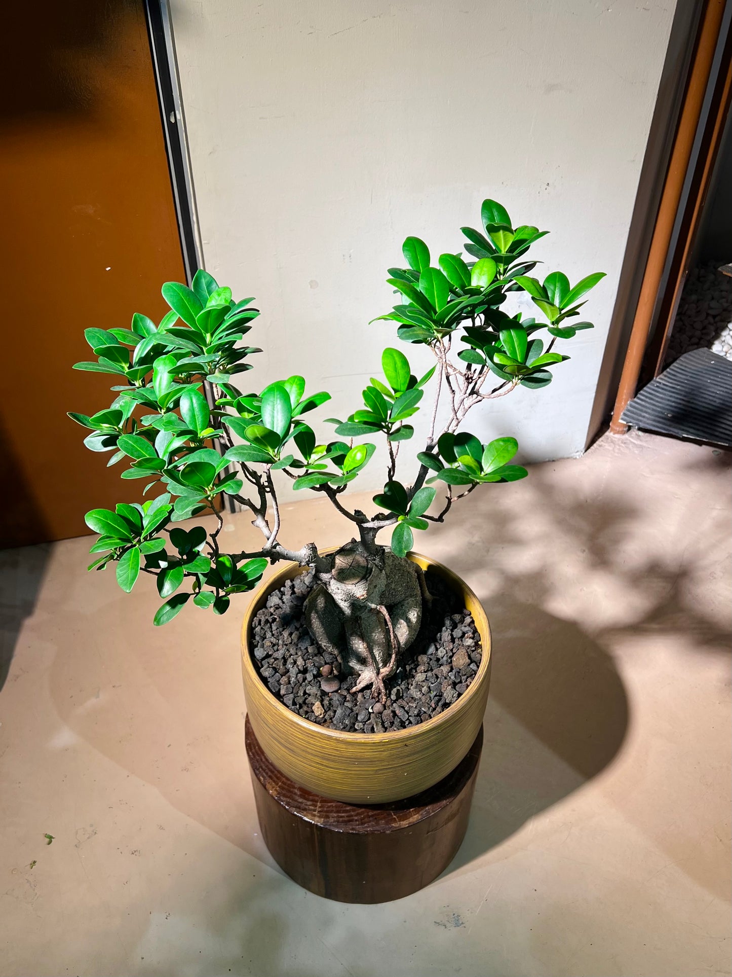Ficus Ginseng (Bonsai Indoor Plant) in Round Ceramic Pot