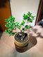 Ficus Ginseng (Bonsai Indoor Plant) in Round Ceramic Pot