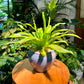 Asplenium Nidus Bird’s Nest Fern in Blue Designer Pot