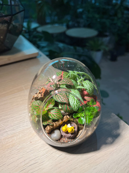 Fittonia with Moss (Indoor Plant) Arrangement in Eggette Glass Terrarium (S)