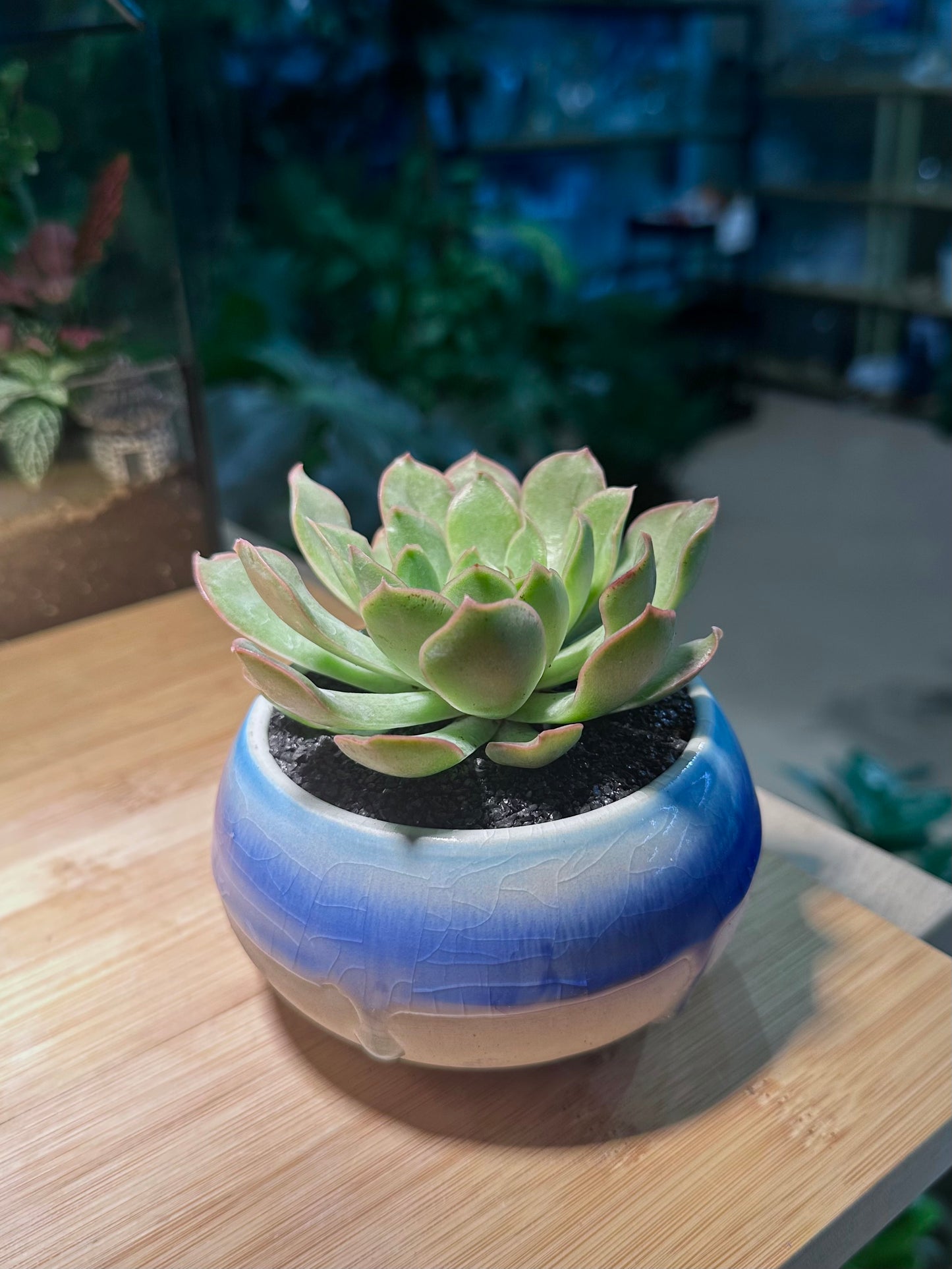 Echeveria Pulidonis in Bicolor Ceramic Pot