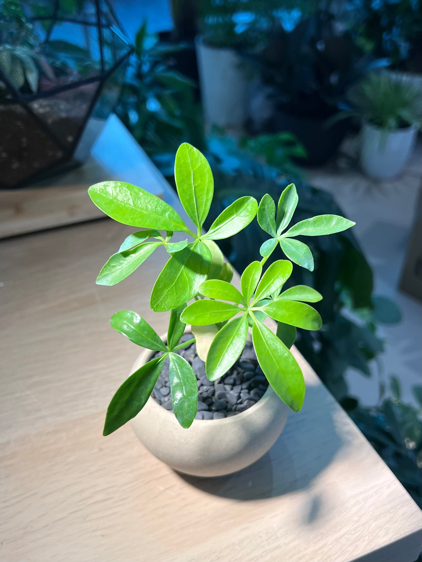 Dwarf Umbrella Tree in Round Ceramic Pot