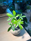 Dwarf Umbrella Tree in Round Ceramic Pot