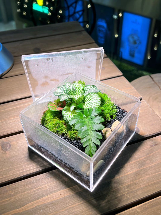 Fittonia & Fern with Moss Arrangement in Arcylic Box Terrarium (L2)