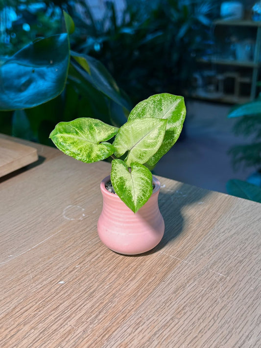 Arrowhead Plant (εζθ) Syngonium Podophyllum in Pink Ceramic Pot
