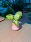 Arrowhead Plant (合果芋) Syngonium Podophyllum in Pink  Ceramic Pot
