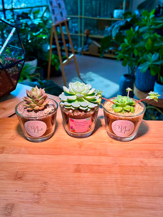 Door Gift - Succulents (多肉植物) in Glass Pot (10pcs/set)
