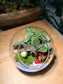 Christmas Theme - Fittonia and Ficus Pumila with Moss Arrangement in Round Glass