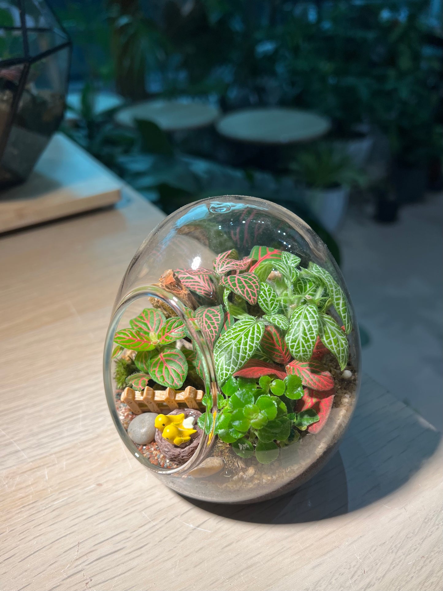 Fittonia with Moss (Indoor Plant) Arrangement in Eggette Glass Terrarium (S)