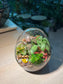 Fittonia with Moss (Indoor Plant) Arrangement in Eggette Glass Terrarium (S)