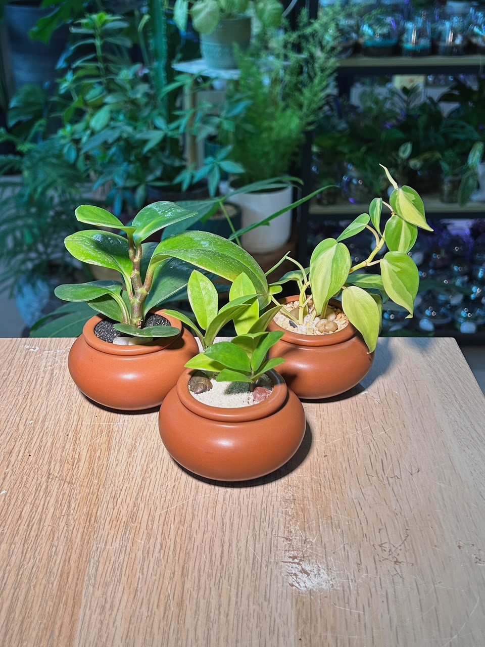 Door Gift - Indoor Plant 室内植物 in Matte Ceramic Pot