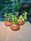 Door Gift - Indoor Plant 室内植物 in Matte Ceramic Pot