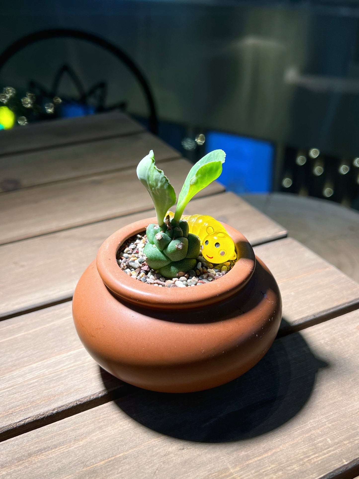 Monadenium in Copper Brown Claypot