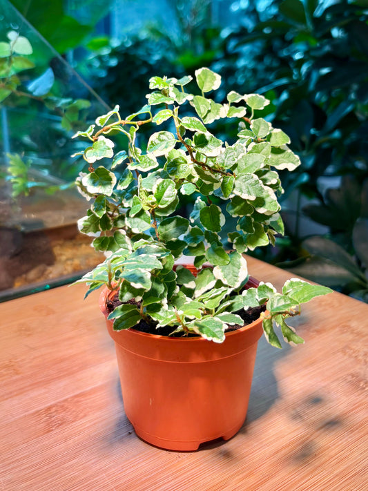 Ficus Pumila in Plastic Pot