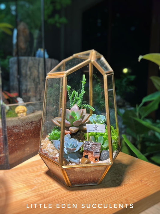 Succulent Arrangement in Golden Frame Tall Polygonal Glass (S)