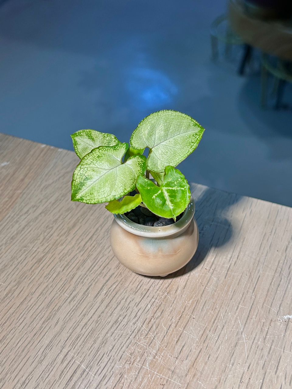 Arrowhead Plant (合果芋) Syngonium Podophyllum in Textured Glazed Ceramic Pot