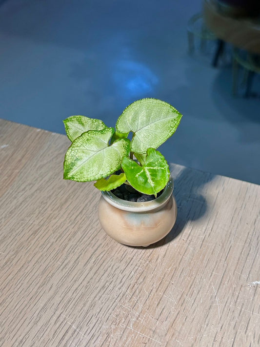 Arrowhead Plant (合果芋) Syngonium Podophyllum in Textured Glazed Ceramic Pot