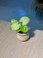 Arrowhead Plant (合果芋) Syngonium Podophyllum in Textured Glazed Ceramic Pot