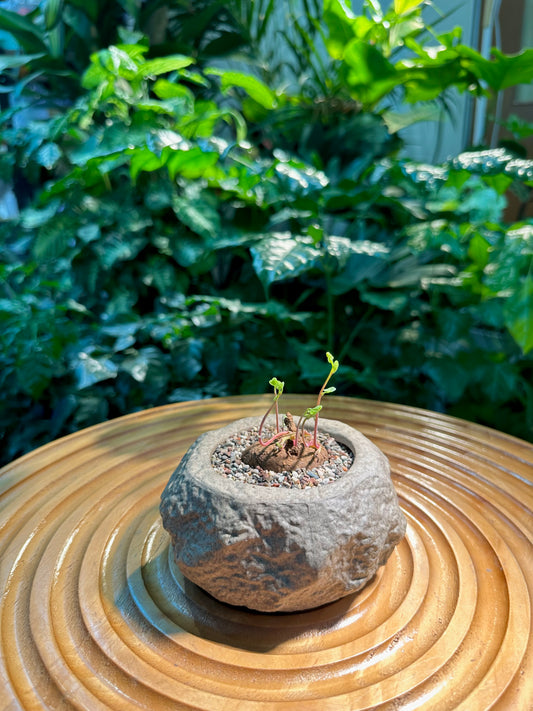 Stephania Erecta Red Stem in Rock Designer Pot