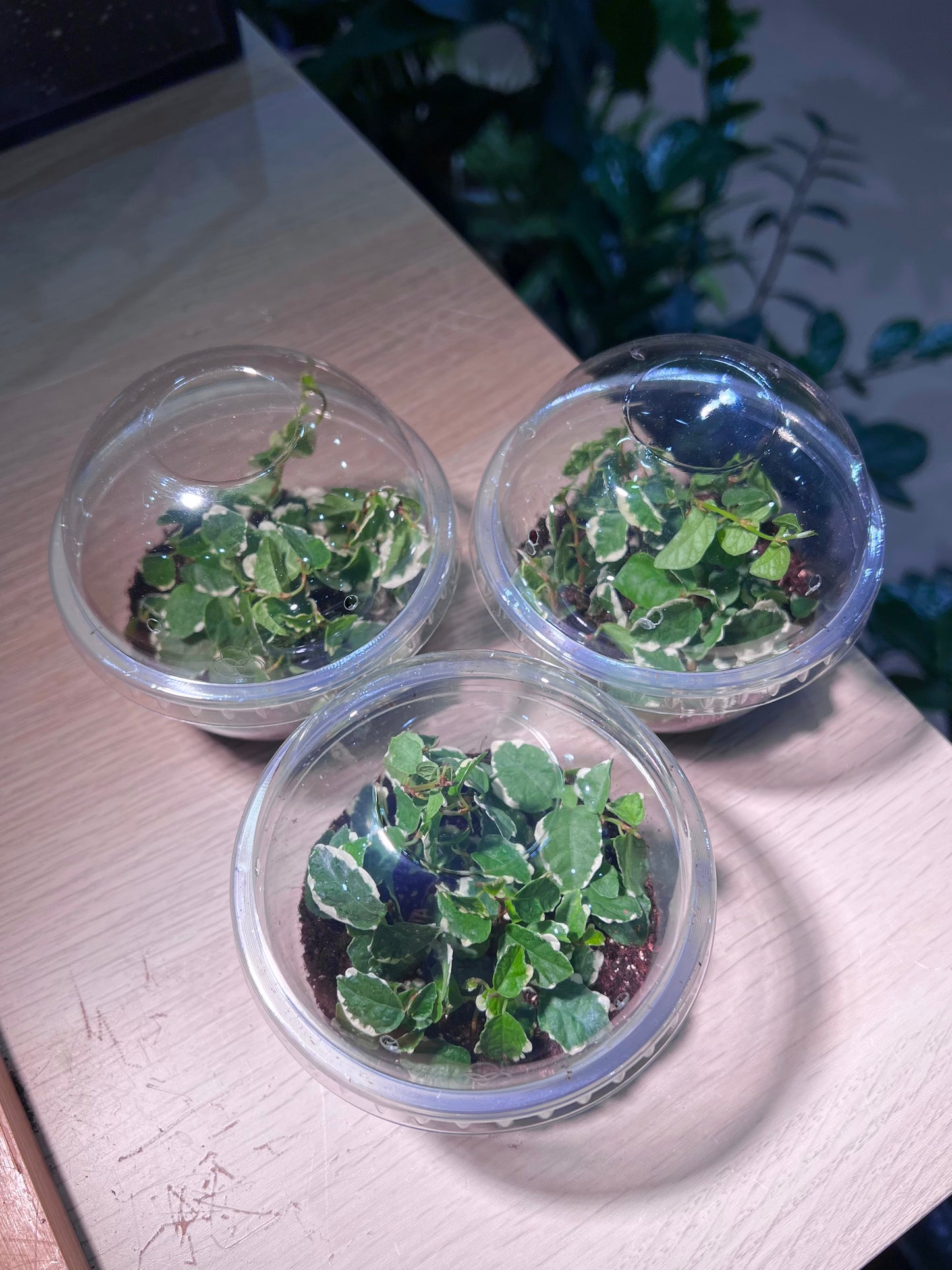 Cupcake Pot - Ficus Pumila
