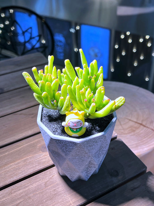 Crassula Ovata in Matt Textured Claypot