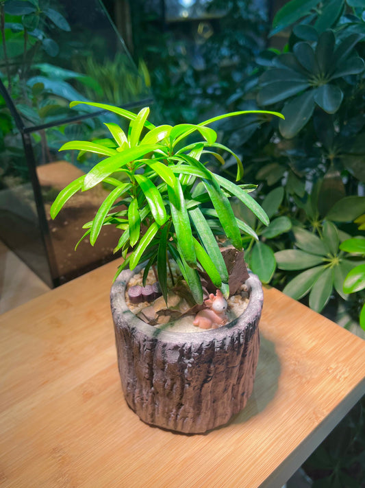 Podocarpus in Faux Stone Pot