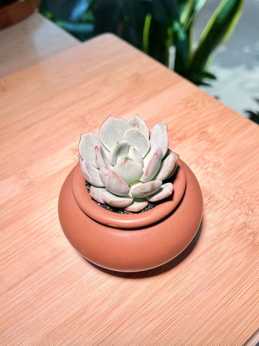 Echeveria in Brown Designer Ceramic Pot