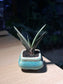 Gasteria in Square Ceramic Pot