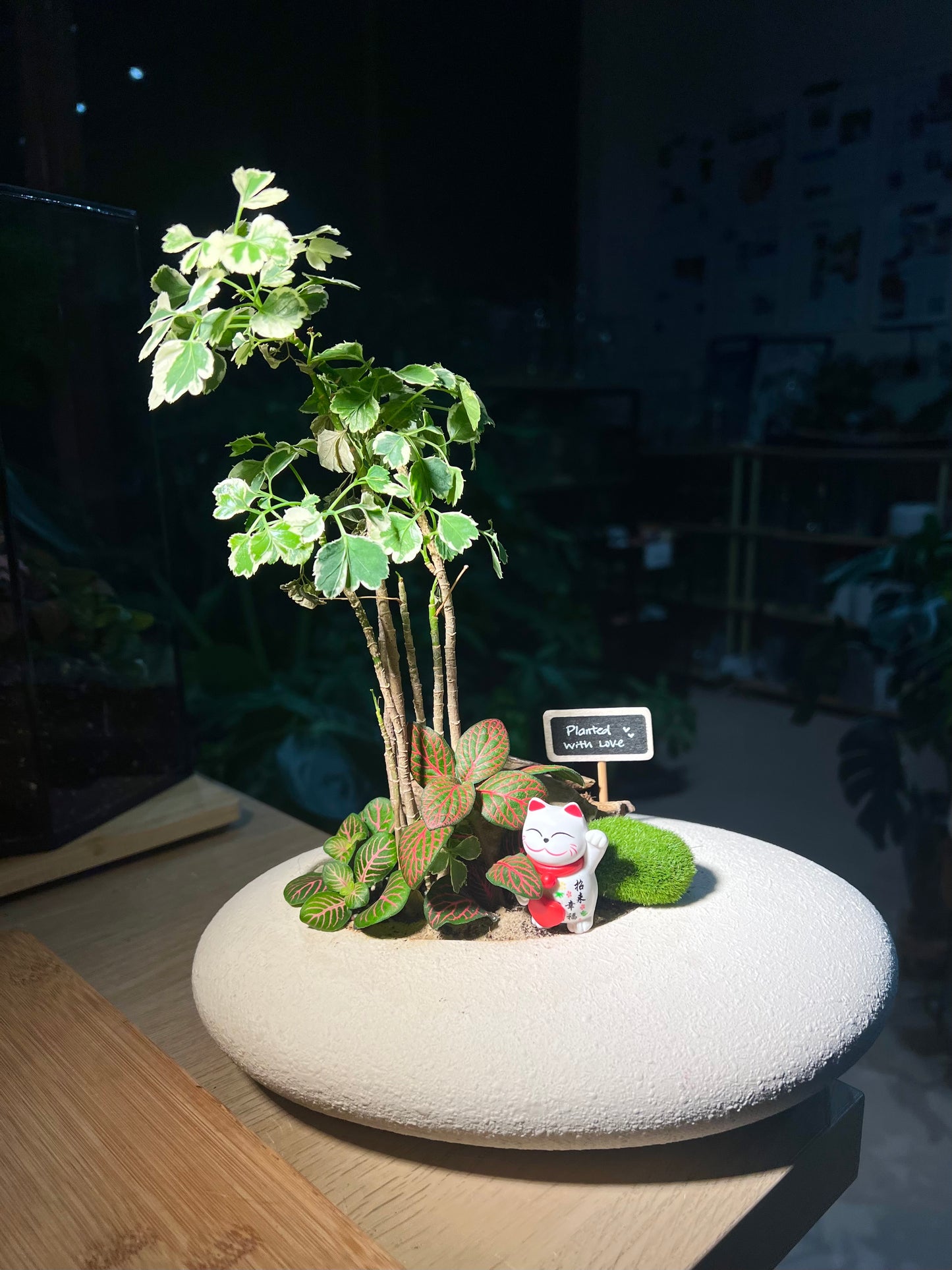 Fittonia and Polyscias Bonsai (Indoor Plant) Arrangement in White Stone Faux Pot