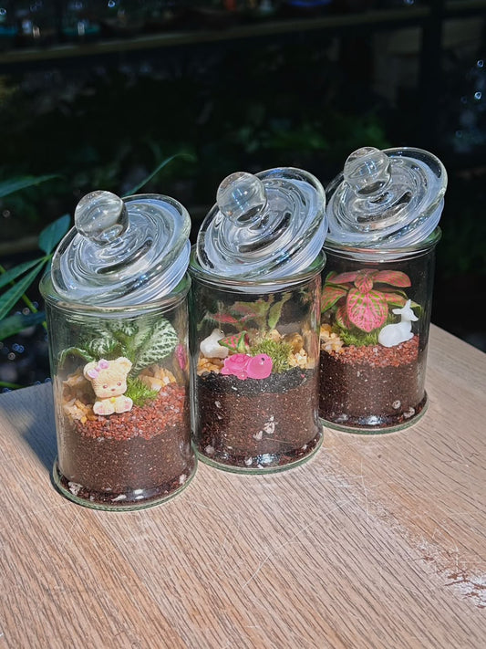 Door Gift - Indoor Plant Terrarium (η½ηΊΉθ) Fittonia in Glass Jar (S) (10pcs/set)