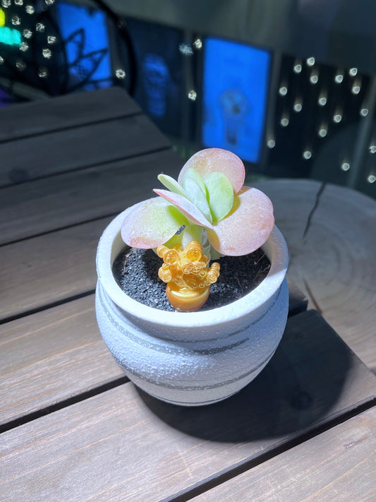 Kalanchoe Thyrsiflora in Zebra Pattern Designed Pot