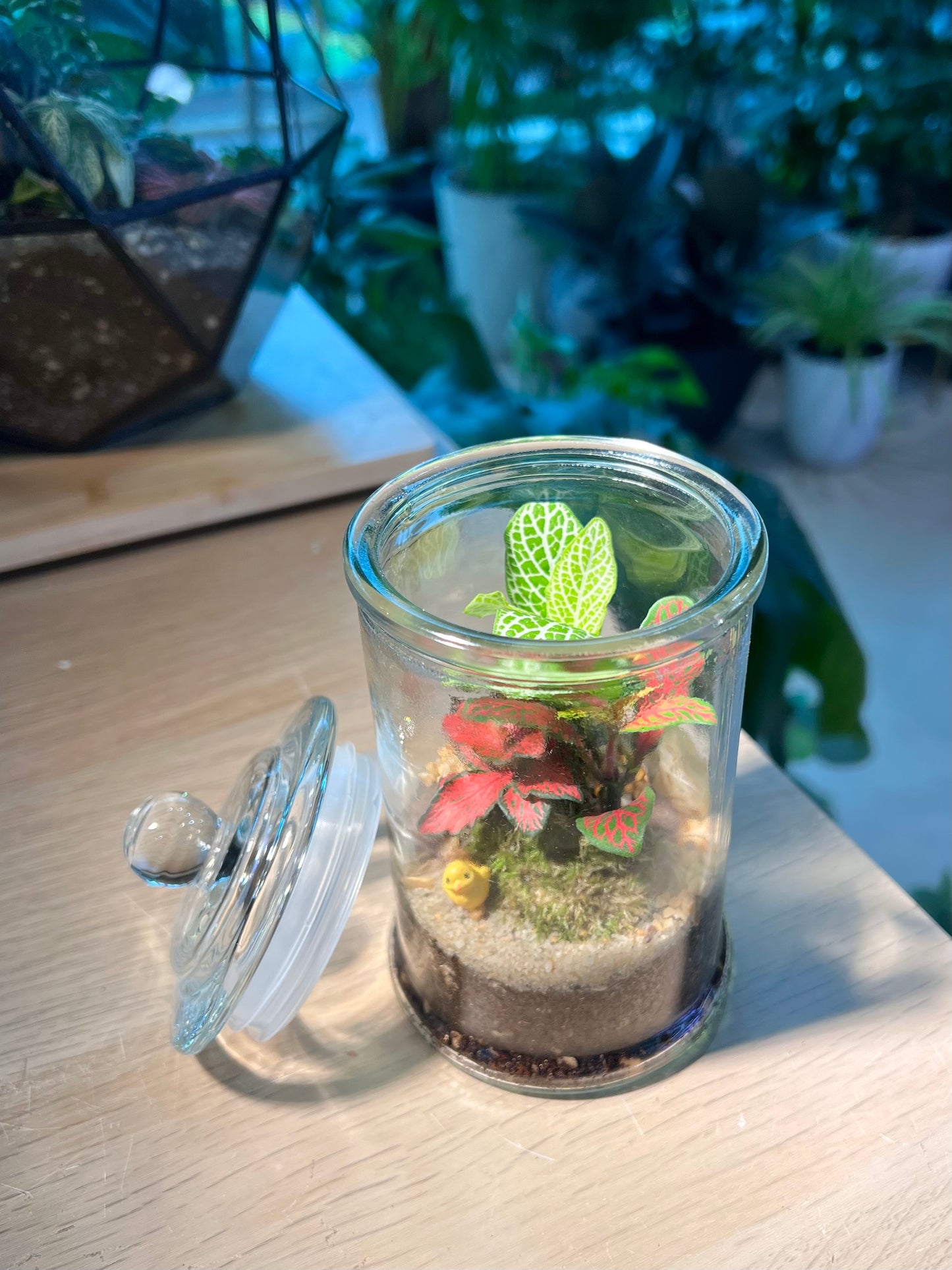 Fittonia with Moss Arrangement in Terrarium Jar (M)