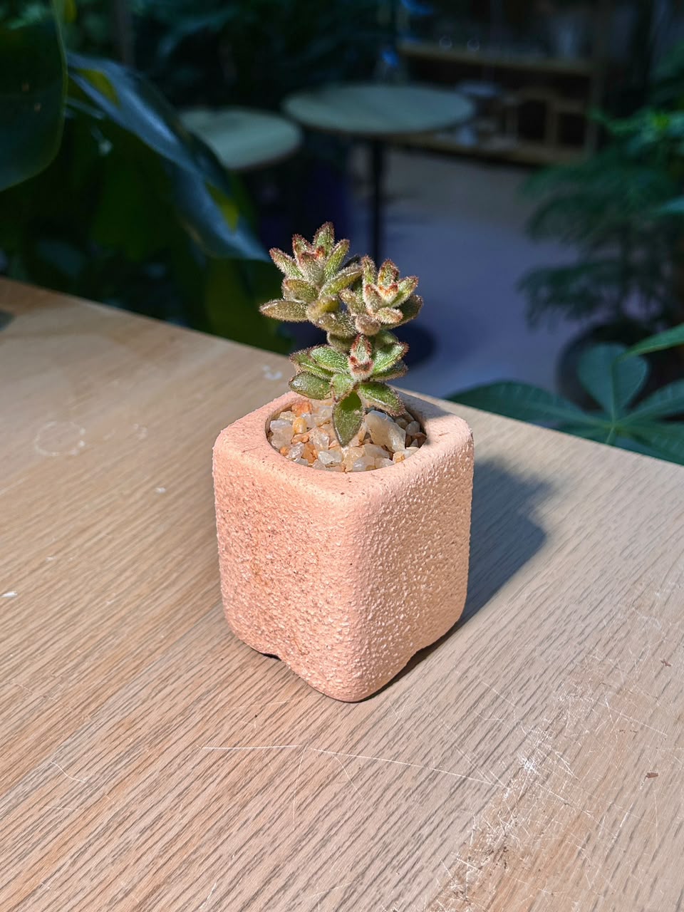 Chocolate Soldier (褐斑伽蓝) Kalanchoe Tomentosa in Pink Textured Ceramic Pot