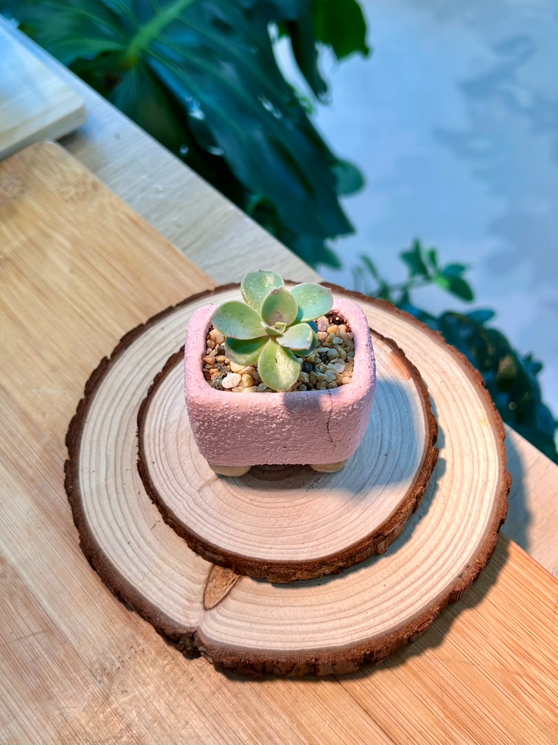 Echeveria Succulent in Pink Ceramic Pot