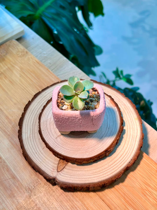 Echeveria Succulent in Pink Ceramic Pot