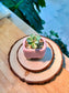 Echeveria Succulent in Pink Ceramic Pot